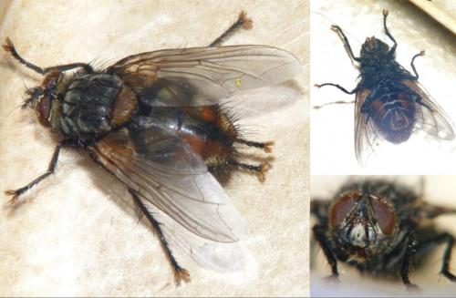 Nemoraea pellucida